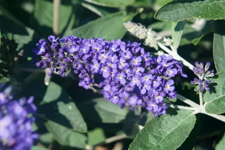 Vlinderstruik (Buddleja Free Petite ‘Blue Heaven‘) - Direct beschikbaar