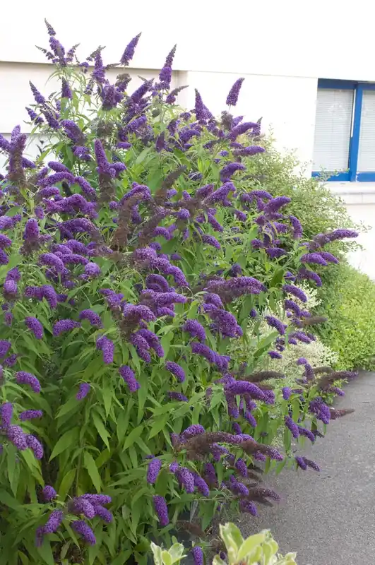Vlinderstruik (Buddleja davidii ‘Adonis Blue‘) | Topdeal