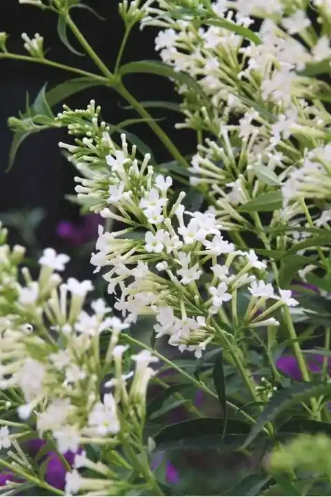 Shop nu - Vlinderstruik (Buddleja ‘Free petite® Snow White‘)
