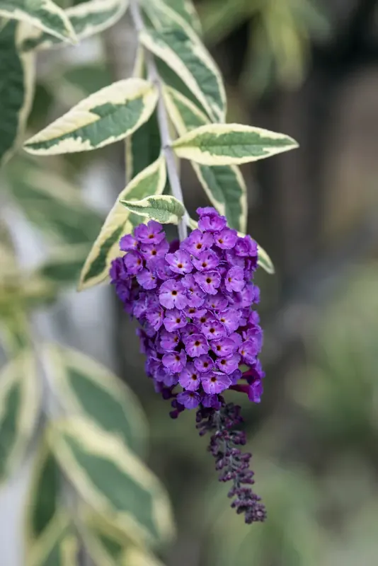 Vlinderstruik (Buddleja davidii ‘Harlequin‘) - Hoge kwaliteit