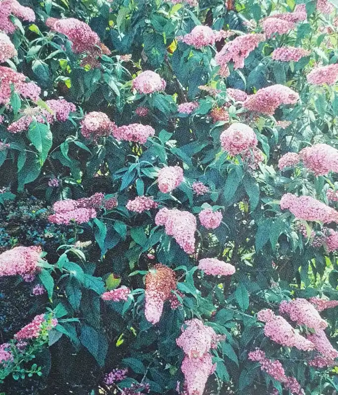 Vlinderstruik (Buddleja ‘Pink Panther®‘) | Makkelijk bestellen