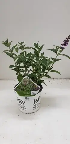 Vlinderstruik (Buddleja davidii ‘Miss Violet‘) - Bestel vandaag