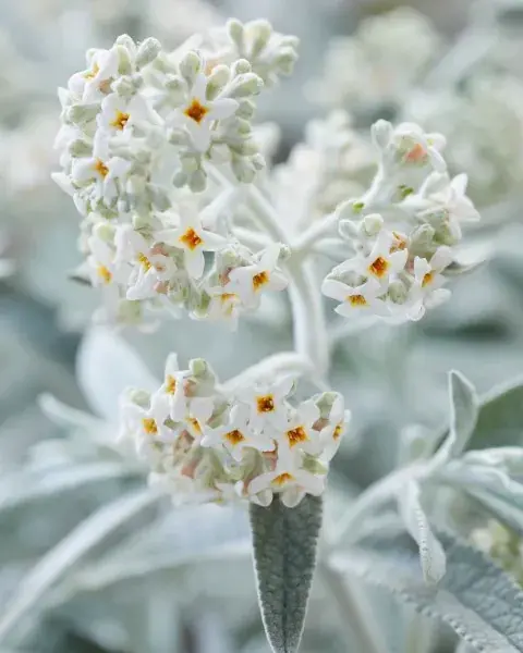 Trending | Vlinderstruik (Buddleja ‘Silver Anniversary‘)