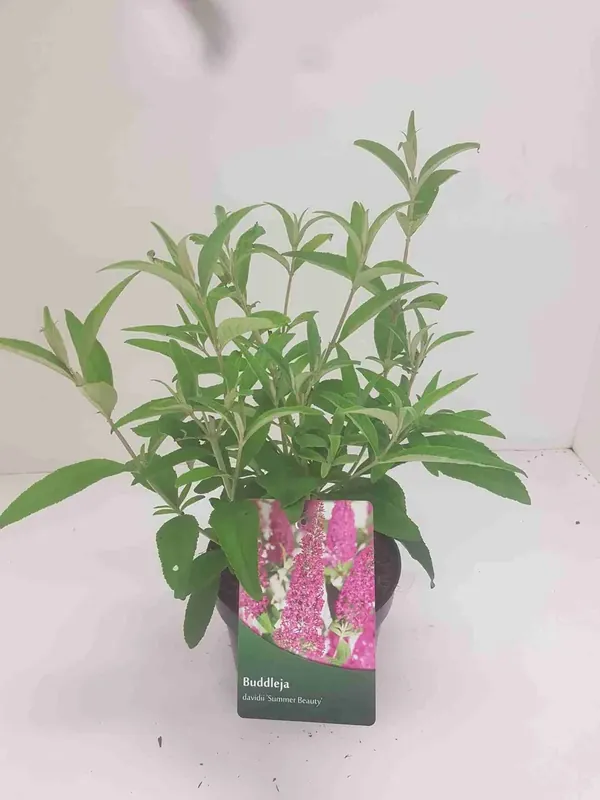 Veel gevraagd - Vlinderstruik (Buddleja ‘Summer Beauty‘)