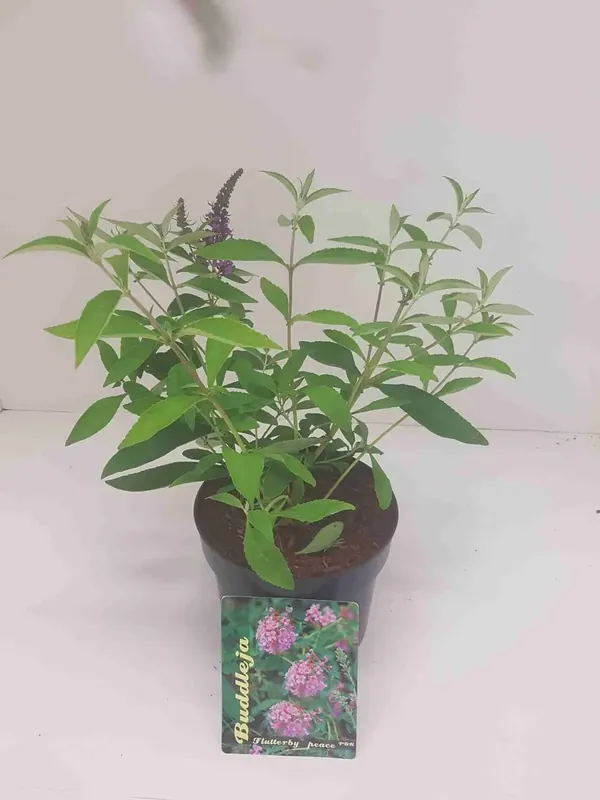 vlinderstruik (Buddleja davidii ‘Flutterby Peace‘) | Populair