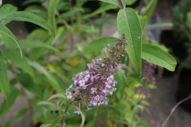 Vlinderstruik (Buddleja davidii ‘Nanhoensis‘) - Verlaagde prijs