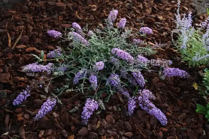 Vanaf nu beschikbaar | Vlinderstruik (Buddleja ‘Free Petite® Lavender Flow‘)