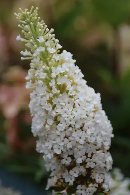 Meest verkocht - Vlinderstruik (Buddleja davidii ‘White Profusion‘) BIO