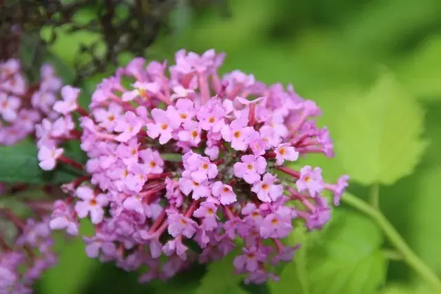 Vlinderstruik (Buddleja davidii ‘Pink Delight‘) BIO | Extra voordeel