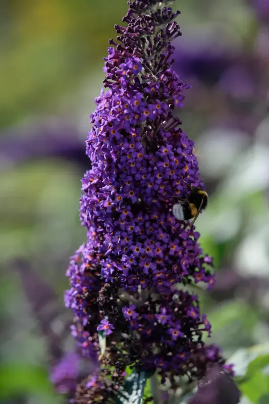 Vlinderstruik (Buddleja ‘Rocketstar Indigo‘) - Beste prijs