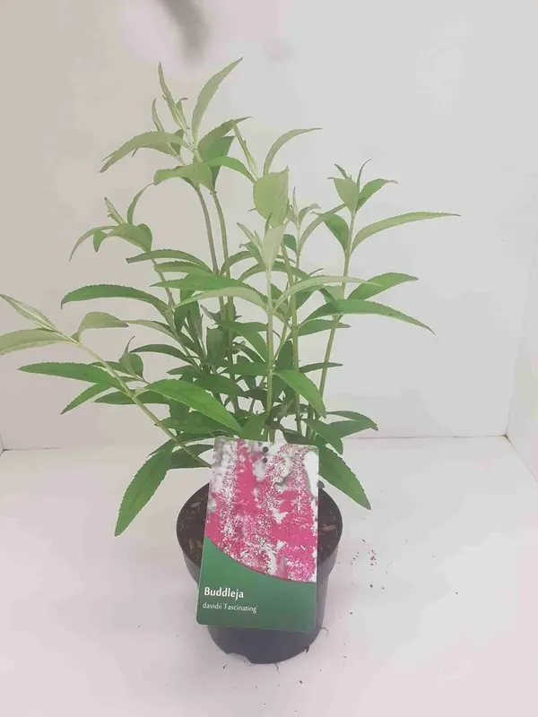 Scherpe prijs - Vlinderstruik (Buddleja ‘Fascinating‘)