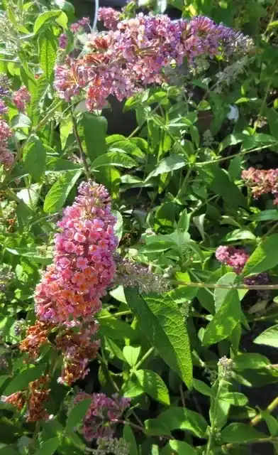 Vlinderstruik (Buddleja ‘Flower Power‘) - Korting