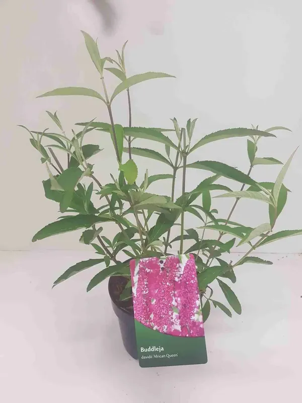 Pak je kans - Vlinderstruik (Buddleja davidii ‘African Queen‘)