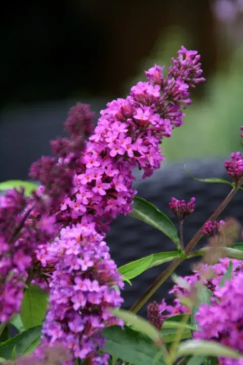 Vlinderstruik (Buddleja davidii petite ‘Tutti Frutti‘) | Rechtstreeks uit de fabriek