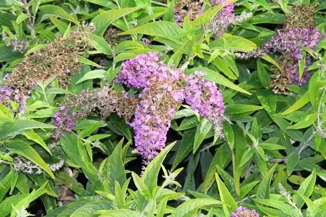 Speciale aanbieding - Vlinderstruik (Buddleja ‘Purple Chip‘)