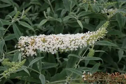 Snelle levering - Vlinderstruik (Buddleja ‘White Ball‘)