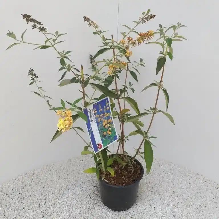 Online bestelbaar | Vlinderstruik (Buddleja weyeriana ‘Sungold‘)