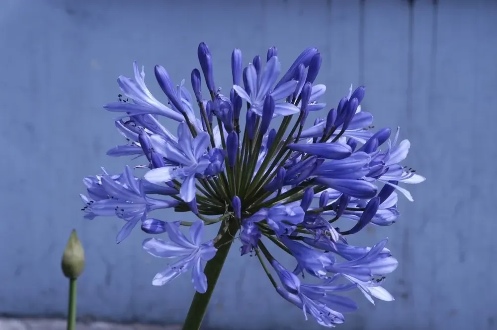 Actie loopt bijna af - Afrikaanse lelie (Agapanthus ‘Ever Sapphire‘)