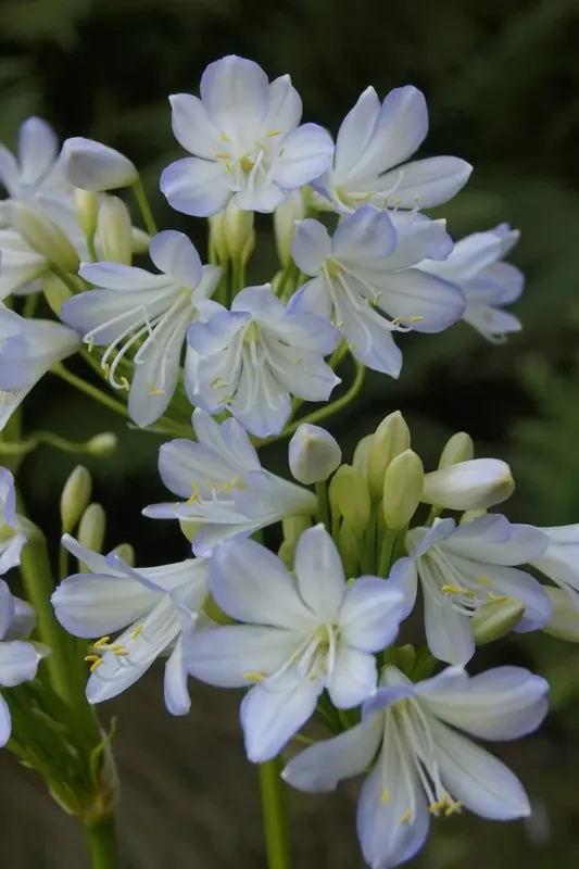 Online kopen | Afrikaanse lelie (Agapanthus africanus ‘Silver Baby‘)