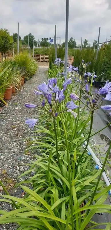 Direct kopen | Afrikaanse lelie (Agapanthus ‘Blue Storm‘)