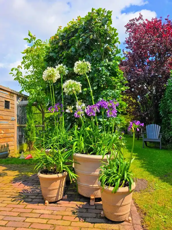 Afrikaanse lelie (Agapanthus umbellatus ‘Albus‘) | Bijna uitverkocht