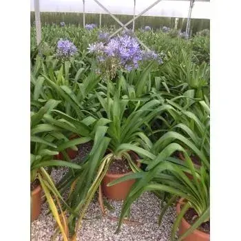 Trending | Afrikaanse lelie (Agapanthus umbellatus ‘Ovatus‘)