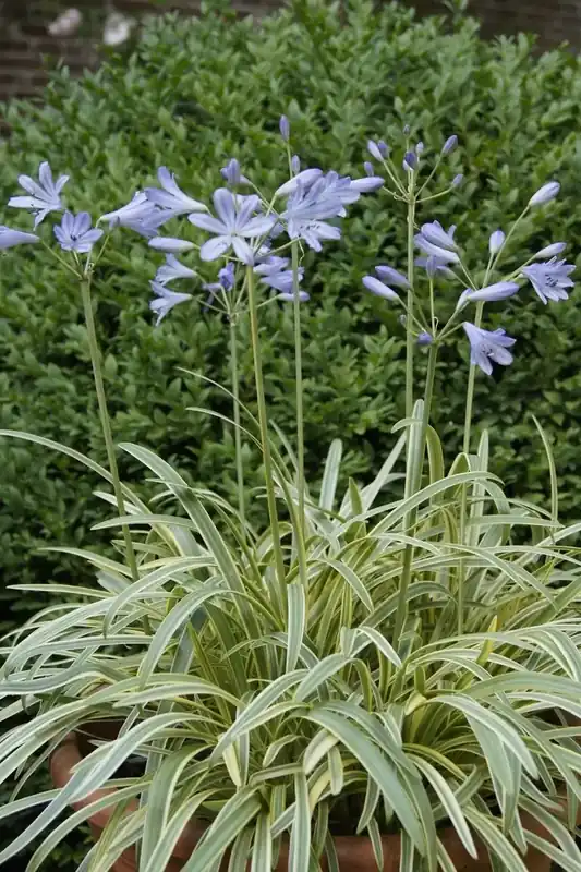 Uitverkoop - Afrikaanse lelie (Agapanthus ‘Golden Drop‘)