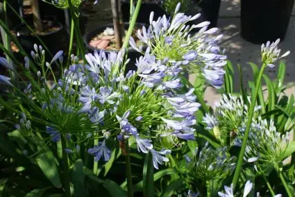 Agapanthus africanus online bestellen bij Directplant | Topprijs