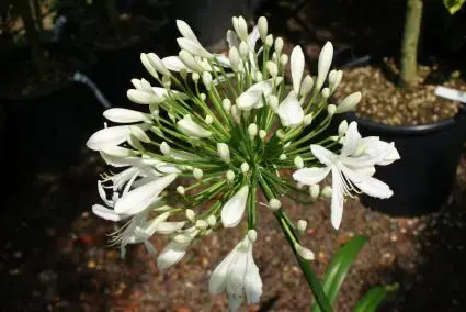 Afrikaanse lelie (Agapanthus africanus ‘Albus‘) | Hoog gewaardeerd