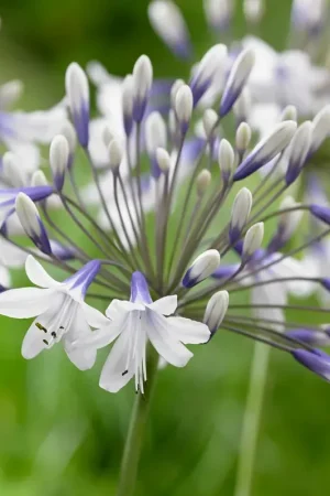 Afrikaanse lelie (Agapanthus ‘Twister‘) | Nieuw binnen