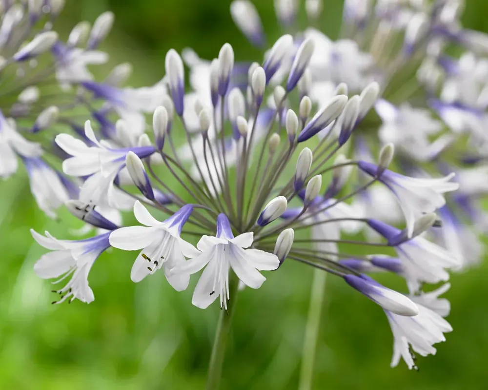 Afrikaanse lelie (Agapanthus ‘Twister‘) | Nieuw binnen