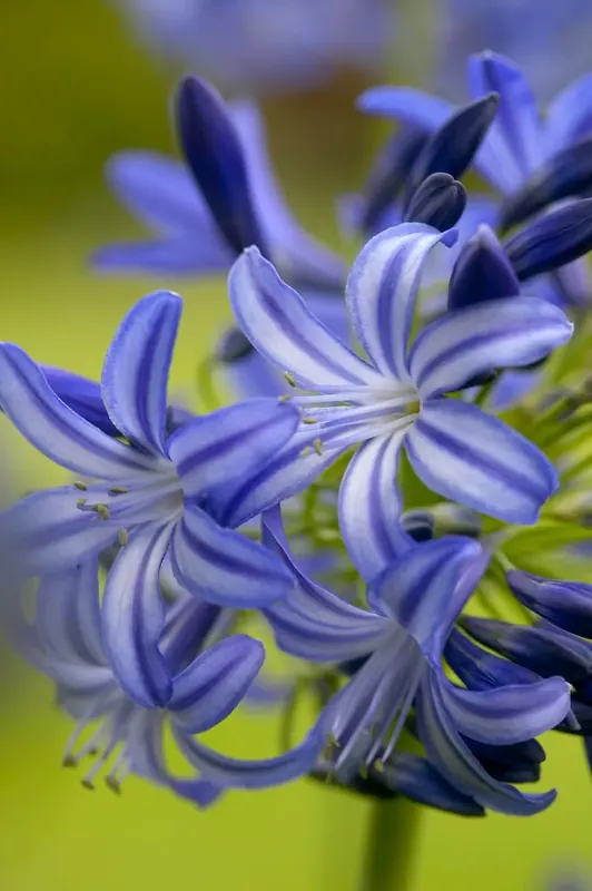 Afrikaanse lelie (Agapanthus ‘Northern Star‘) | Klantfavoriet