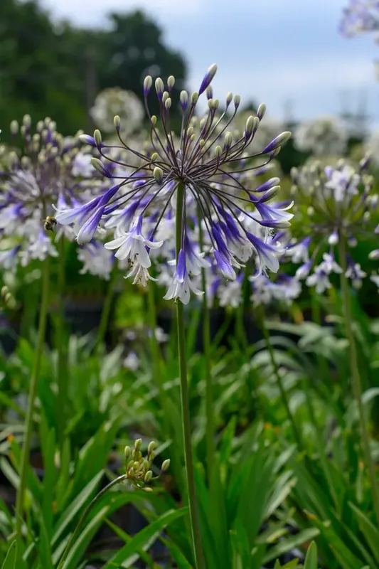 Afrikaanse lelie (Agapanthus ‘Fireworks‘) | Lage prijs