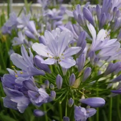 Scherp geprijsd - Afrikaanse lelie (Agapanthus ‘Peter Pan‘)