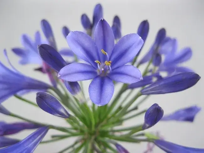 Afrikaanse lelie (Agapanthus ‘Brilliant Blue‘) | Direct van de fabrikant