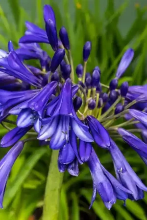 Afrikaanse lelie (Agapanthus ‘Purple Cloud‘) | Extra voordeel