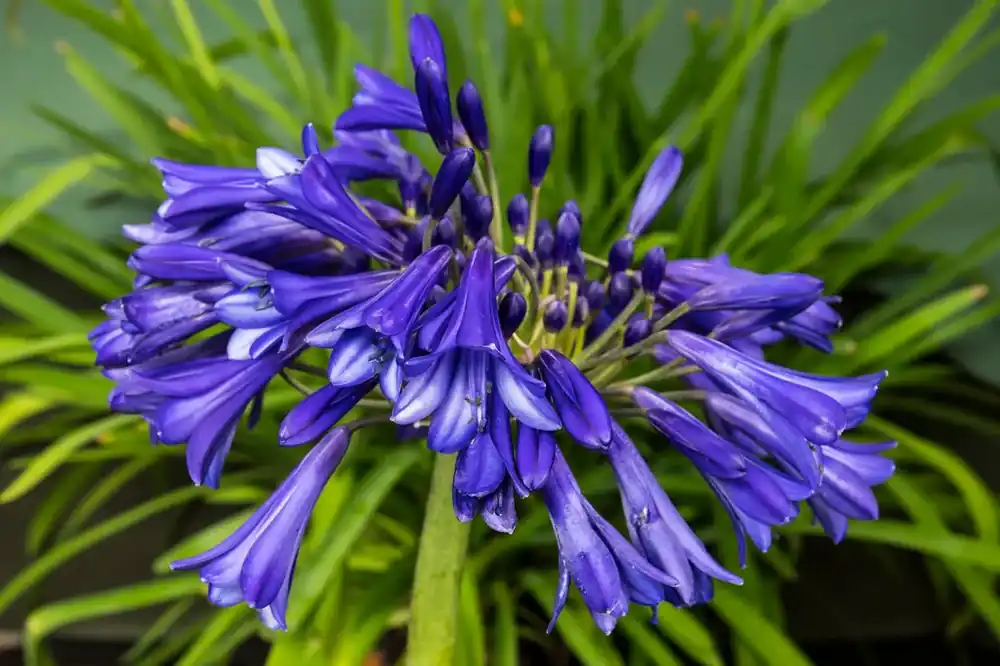 Afrikaanse lelie (Agapanthus ‘Purple Cloud‘) | Extra voordeel