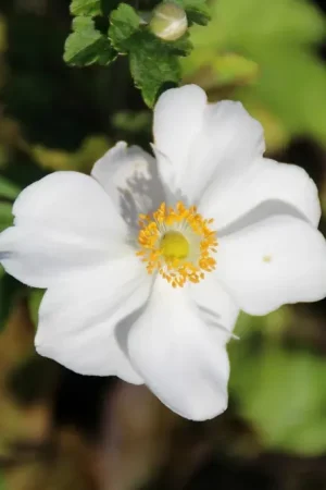 Witte Herfstanemoon kopen? Anemone Honorine Jobert met garantie - Laatste dagen