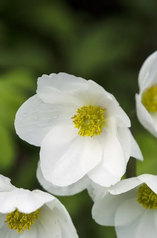 Topdeal - Bosanemoon (Anemone sylvestris)