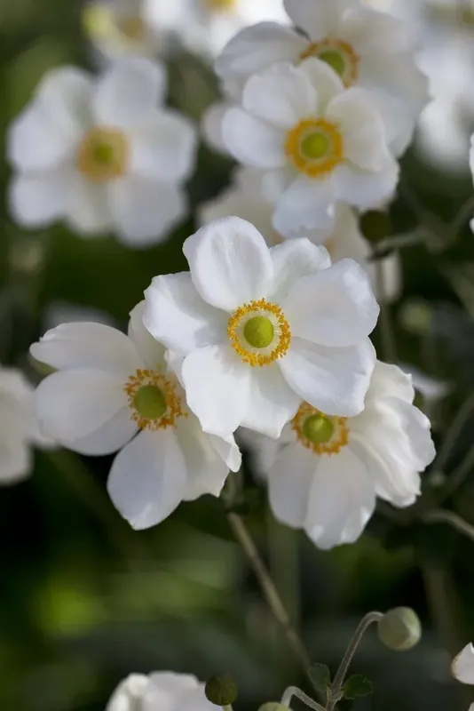 Herfstanemoon (Anemone ‘Andrea Atkinson‘) - Nu beschikbaar