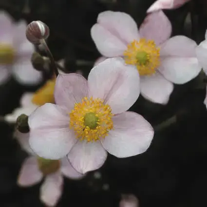 Goed beoordeeld - Anemoon (Anemone hupehensis ‘September Charm‘)