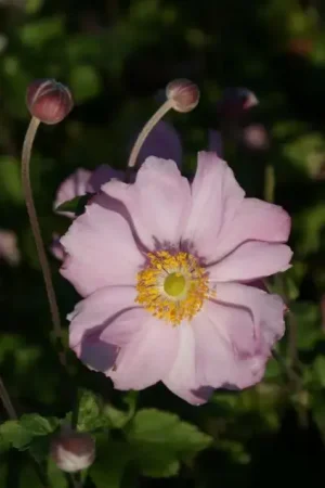 Anemoon (Anemone ‘Konigin Charlotte‘) | Snelle verzending