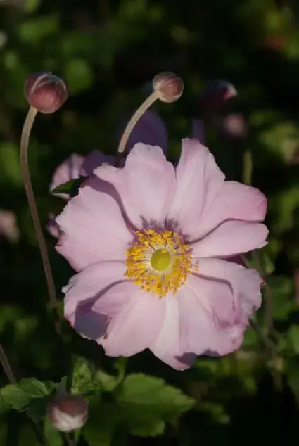 Anemoon (Anemone ‘Konigin Charlotte‘) | Snelle verzending