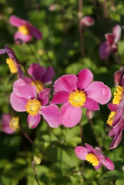 Nieuw in de shop - Japanse Anemoon (Anemone hupehensis ‘Splendens‘)