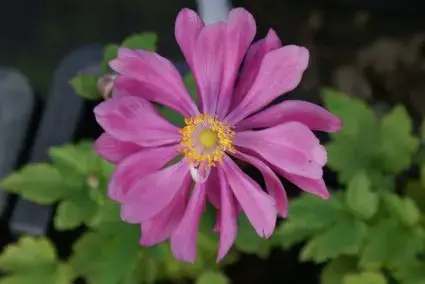 Actieprijs | Anemoon (Anemone ‘Pamina‘)