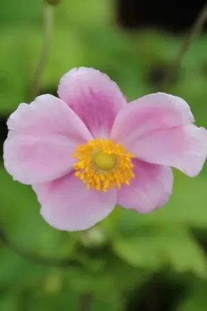 Anemoon (Anemone ‘Richard Ahrens‘) | Expreslevering