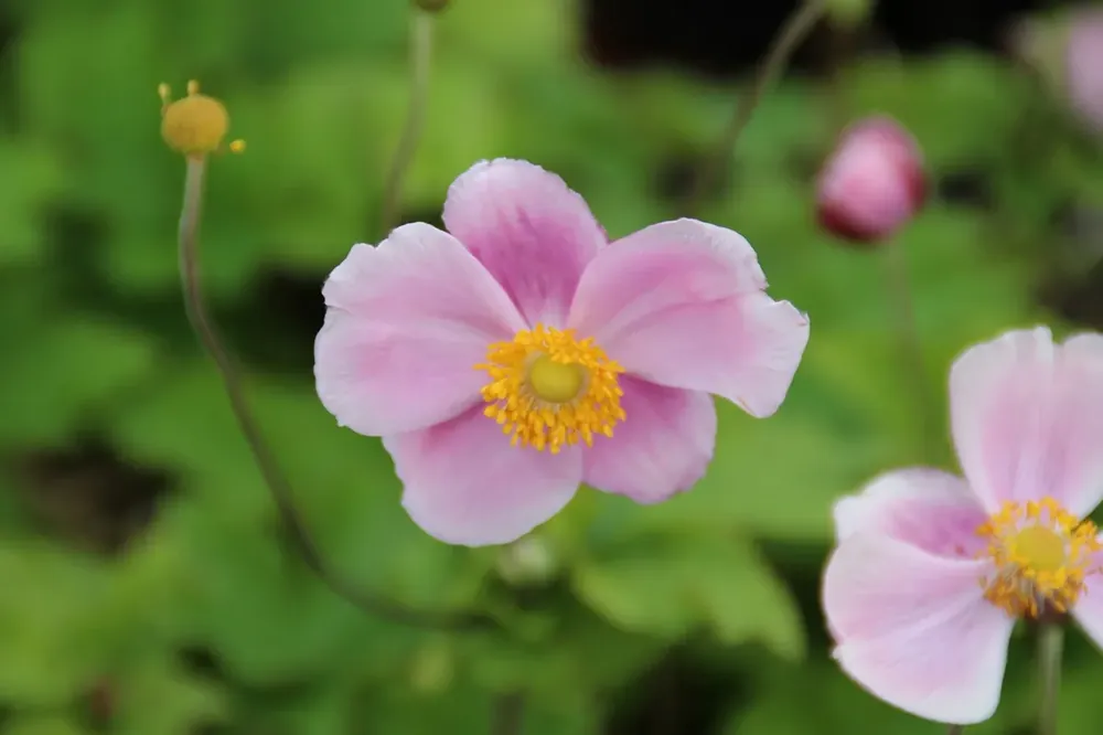 Anemoon (Anemone ‘Richard Ahrens‘) | Expreslevering