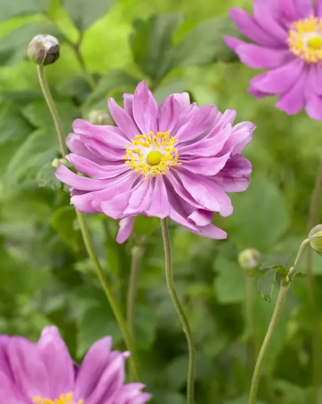 Anemoon (Anemone hupehensis ‘Prinz Heinrich‘) - Scherpe prijs