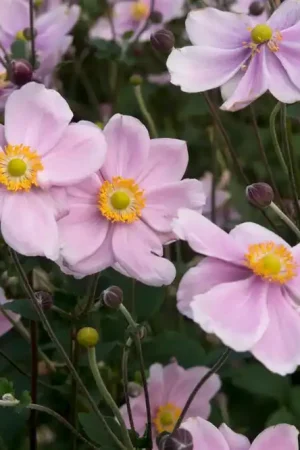 Anemoon (Anemone ‘Loreley‘) | Nog enkele stuks