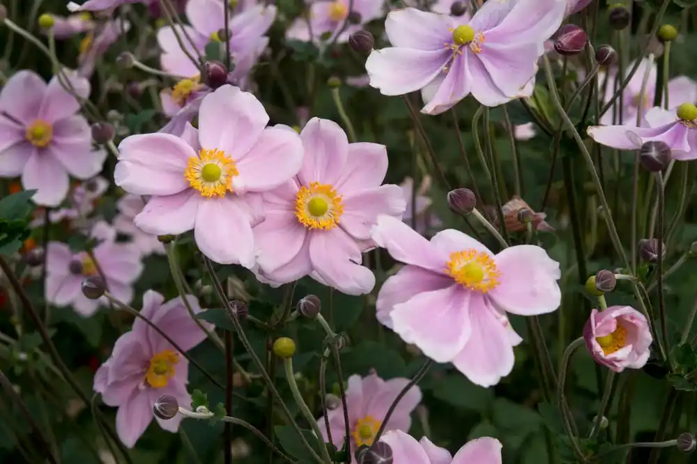 Anemoon (Anemone ‘Loreley‘) | Nog enkele stuks